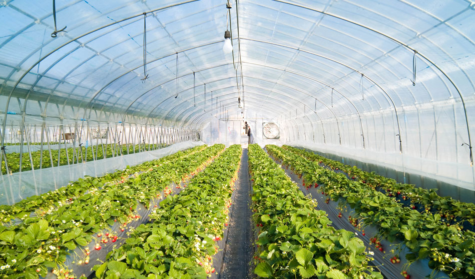 XINJIANG RIVAL TECH CO.,LTD